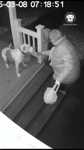 Pit Bull’s Lightning Reflex Prevents Elderly Neighbor’s Fall on Wet Porch | Heroic Lunge 🛡️🐕 #Shorts
