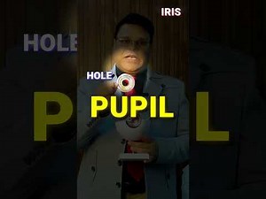 "Exploring the Human Eye Module: Full Structure, Iris & Brain Connection, and Cornea Transplants"