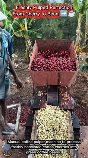 Freshly Pulped Perfection | From Cherry to Bean ➡️☕