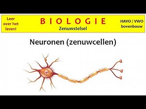 Biologie - Zenuwstelsel-1 Neuronen (zenuwcellen)