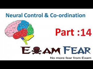 Biology Neural Control & Coordination part 14 (Impulse transmission : Synapse) CBSE class 11 XI