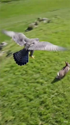 #“Eagle Attacks and Catches a Running Rabbit.”#wildlife