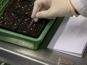 Analysis of Arabidopsis thaliana Growth Behavior in Different Light Qualities