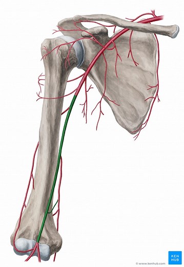 Brachial artery