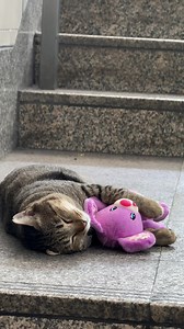 แมวอ้วนกอดตุ๊กตา น่ารักน่าเอ็นดู