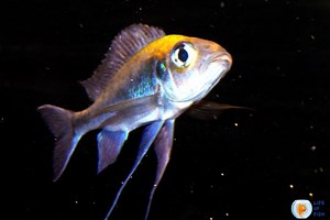 Featherfin Cichlid (Cyathopharynx Furcifer) | 13 Rare Facts |
