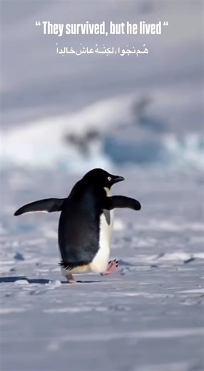 قررت انشر ع قصة البطريق 🥹 هذا البطريق مشى عكس القطيع، اختار طريق مختلف… ما وصل، ومات وحيد. مو كل اختلاف نهايته نجاة، بس يظل شجاع.#بطريق #قصة_البطريق