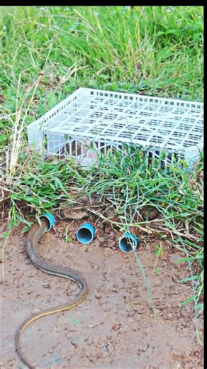 This DIY Trap Actually Works 😱#DIY #Trap #Snake #Shorts #Viral #LifeHacks #SurvivalSkills