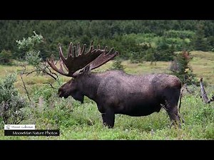 The Moose Rut, Sparring, Rut Pits, and Fighting #moose #alaska