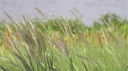 你一定会喜欢松下的绿