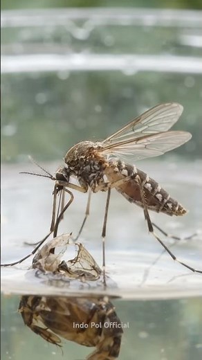 From Tiny Eggs to a Flying Mosquito 🦟😱 | Complete Life Cycle