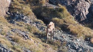 📲 #huntmate #DownloadTheApp #chamios #hunting #huntingnz #huntingnewzealand #huntinglife | HuntMate