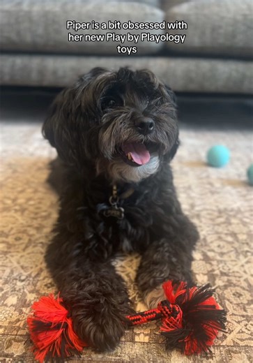 Play by Playology Dog Toys Now Available at Walmart