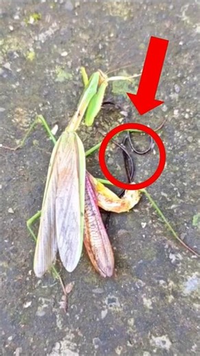 👉 “This came out of a praying mantis… 😳🪱” #insects #mantis #parasite