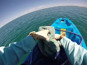Aren't our volunteer rescuers amazing! 👏🏼 First person view of a Gannet being rescue off shore. #birdrescue #wildlifeconservation #wildliferescue | Western Australian Seabird Rescue