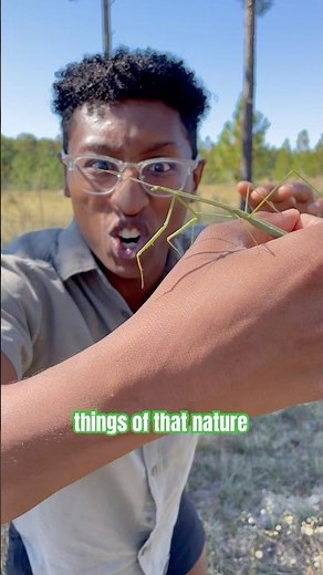 This Mantis Clones Itself! 👽 #wildlife #nature #insects #animals