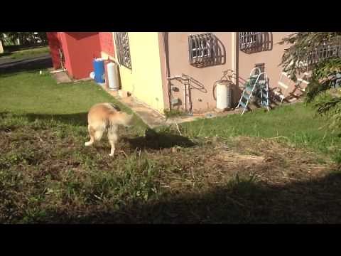 Iguana vs dog FIGHT TO THE DEATH