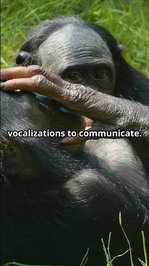 Bonobo Facts