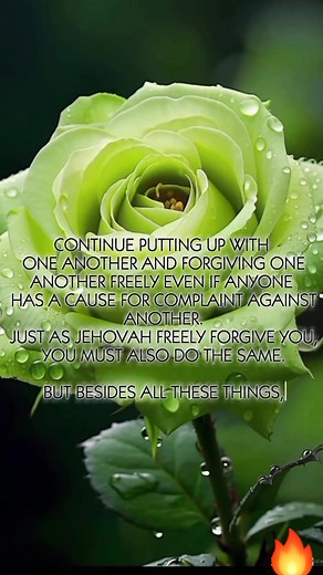 Colossians 3: 13,14 | Myrine Torita