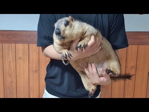 My marmot is very big and heavy