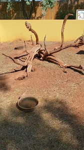 Prairie Dogs are so adorable. #prairiedogs #southdakota #prairiedog | Life With Kathy