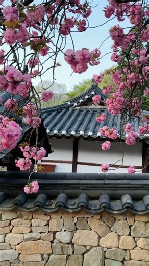 26년 4월 16일 순천 선암사 겹벚꽃 개화 실시간🌸 #선암사 #템플스테이 #겹벚꽃 #조계산