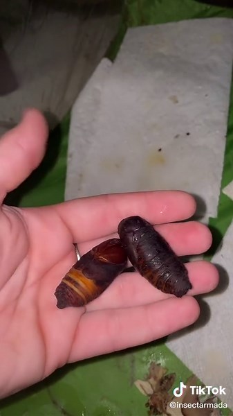 Checking atlas cocoons #fyp #moth #mothtok #mothqueen #insectarmada #WhatWouldPopTartsDo