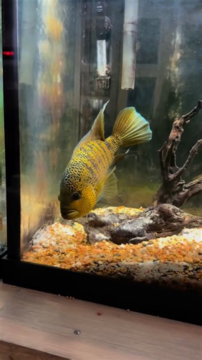 The Yellow Jacket Cichlid 🐝 | Cichlid Bros