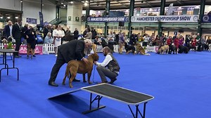 Manchester 2026 -Day 3 Working Group | Our Dogs