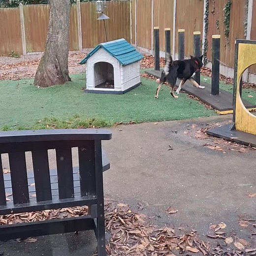 While he waits for his next activity, our boy Willow keeps himself very busy playing football 🤣 If he doesn't have a spare ball for his mouth, a leaf or a stick will usually do 💁‍♀️ Willow will be 4 years old in December. He came into our care as his owner didn't feel she had enough time to give him due to work commitments and having a young child. Willow can be a little unsure when first meeting strangers but given a little time he soon overcomes his fears. He is housetrained, is good when le