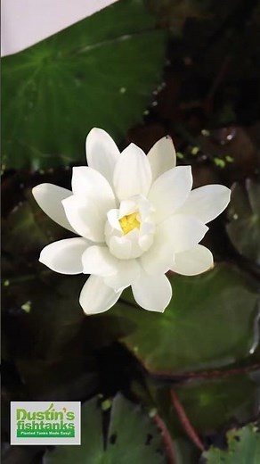 Red Tiger Lotus 🪷 Flower