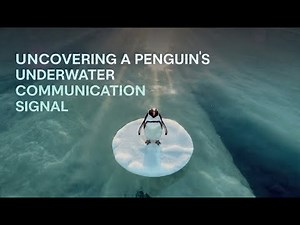 2025's Biggest Discovery: Penguins' Underwater Communication! 🚨#penguin