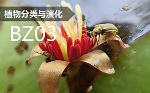 【植物分类与系统发育】BZ03 睡莲目 莼菜科