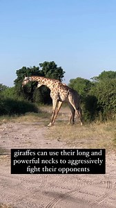 4.9K views · 31 reactions | Giraffes fight one another with powerful neck-to-neck blows and by head butting their heads with ossicones, hornlike structures, to cut opponents' flesh. #giraffes #wild #wildlife #wildlifephotography #wildlifeplanet #nature #fights #africa #chobenationalpark #chobe #nature #naturalist #explore | Naturalist's Guide | Facebook