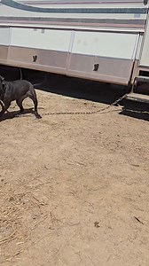 41K views · 927 reactions | Eduardo Valenzuela https://www.apbt.online-pedigrees.com/modules.php?name=Public&file=printPedigree&dog_id=852820 | LUCKY LOPEZ | Facebook