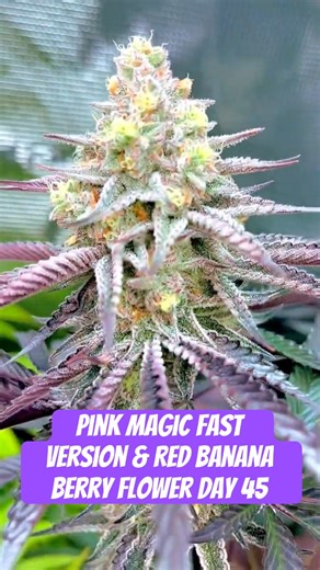 Pink Magic Fast Version & Red Banana Berry Flower Day 45 #420 #seedtoharvest #crazybud
