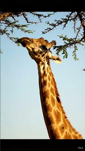 Graceful Giraffe Eating Leaves from a Tall Tree | Wildlife Short