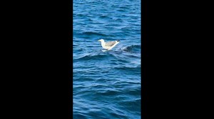 Seagull enjoys a free ride on a whale shark in Los Angeles Bay, California, USA