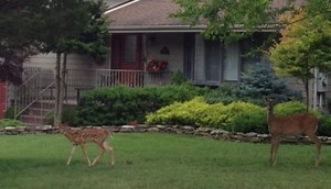 Deer Overpopulation Tackled By New Community Action Group