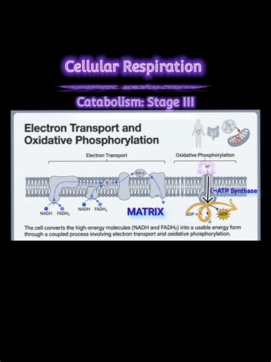 Cellular respiration is a combination of two mitochondrial processes occuring in the inner mitochondrial membrane where high energy molecules (NADH Aand FADH2) are oxidized by the electron transport chain and oxidative phosphorylation to produce ATP. Importantly, the electron transport chain is where most of the oxygen we breath is used up to ultimately generate energy! #Cellular #Respiration #ATP #Biochemistry #MetabolismMadeEasy