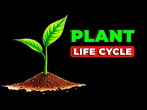 What is the Plant Life Cycle | Understanding the Magical Journey 🌱