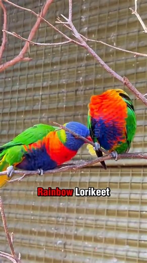 Check out these 5 super colorful animals from around the globe! #facts #animallife #animals #wildlife #reel | Animal facts