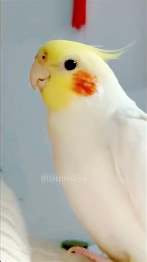 Look at Jerry the cockatiel showing off its singing skills, so adorable! ☺️🎶🦜✨ #cockatielscraze