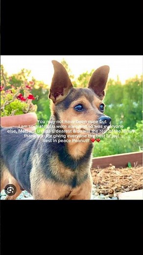 Goodbye Peanut! 😭😭 R.I.P! 💔💔💔