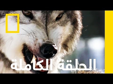 الذئب | خلق ليفترس | ناشونال جيوغرافيك أبوظبي