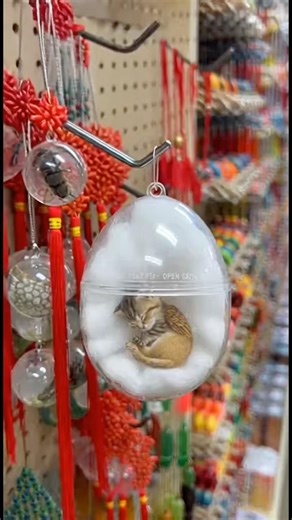 Opening a Magic Pet Capsule Unleashed This Catgriffin #shorts #cursed #unboxing