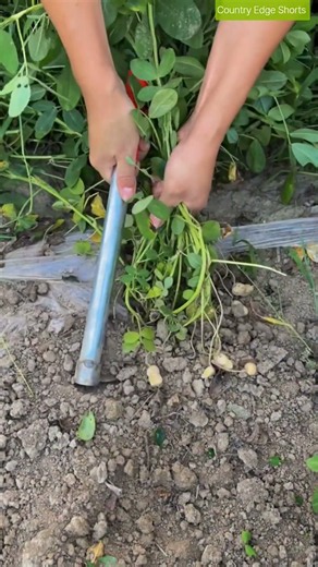 🥜🪏 Manual Peanut Harvesting: Prying Subterranean Pods Free with a Hand Hoe