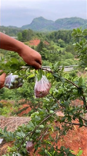 Air-Layering Fruit Propagation with Plastic Bags