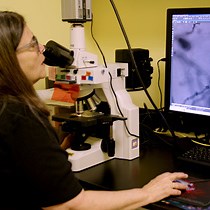 Video: Rapid Golgi Stain for Dendritic Spine Visualization in Hippocampus and Prefrontal Cortex