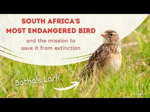 Saving Botha's Lark: the fight to conserve SA's most endangered bird